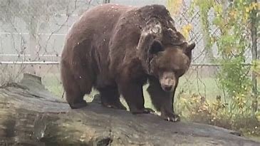 what-is-a-bear-related-to