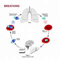 how-is-breathing-related-to-cellular-respiration