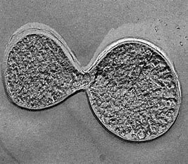which-of-these-is-most-closely-related-to-s.-solfataricus?