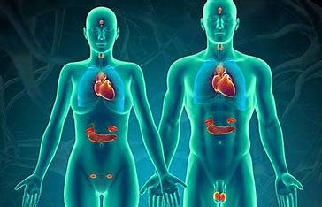 the-endocrine-system-is-related-to-nutrition-through