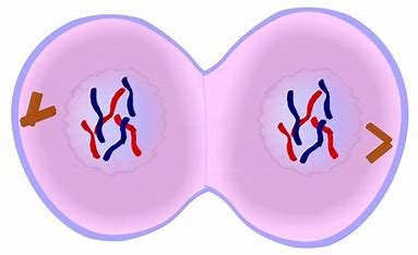 which-part-of-the-tulip-do-you-thins-is-related-to-meiosis?