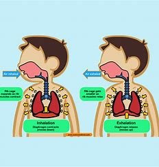 how-is-breathing-related-to-cellular-respiration?