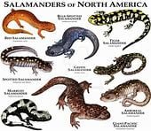 which-group-is most-closely-related-to-amphibians?