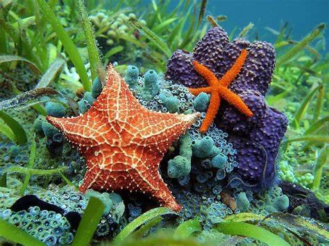 which-group-is-most-closely-related-to-the-echinoderms?