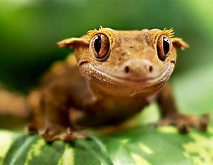 which-of-the-following-is-most-closely-related-to-a-gecko?