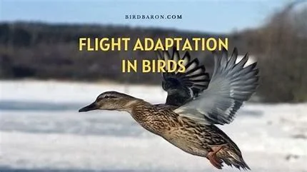 which-of-these-is-not-an-adaptation-related-to-flight-in-birds?