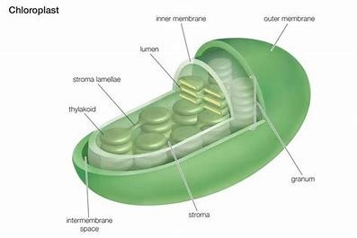 the-function-of-mitochondria-and-chloroplasts-is-related-to-energy