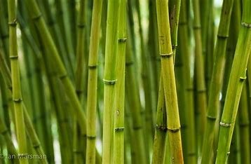 is-asparagus-related-to-bamboo