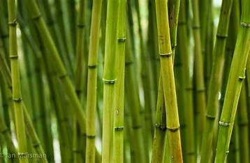 is-asparagus-related-to-bamboo