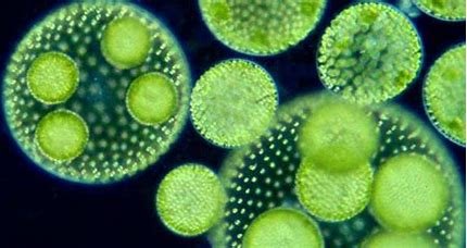 which-group-of-protists-is-most-closely-related-to-land-plants?