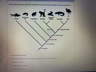 which-pair-of-organisms-is-most-closel-related-to-primates?