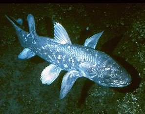 which-of-these-is-most-closely-related-to-a-coelacanth?