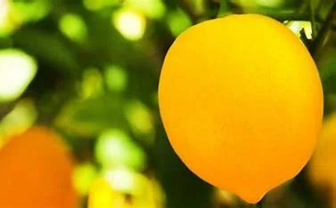 which-of-the-following-is-most-closely-related-to-a-lemon?