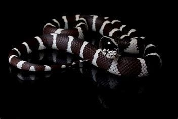 which-of-the-following-is-most-closely-related-to-the-kingsnake?