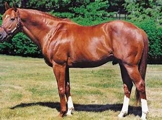 is-secretariat-related-to-man-o'-war