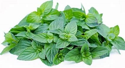 is-basil-related-to-mint