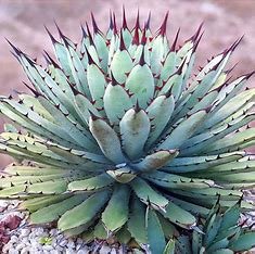 is-agave-related-to-aloe