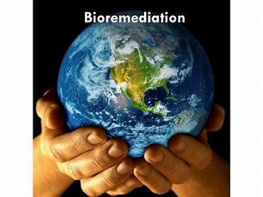 which-of-the-following-topics-is-related-to-bioremediation