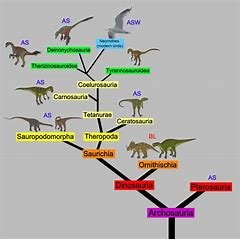 which-of-the-following-is-thought-to-be-the-most-closely-related-to-the-common-animal-ancestor?