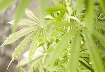 is-hops-related-to-weed