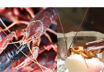 is-shrimp-related-to-cockroaches