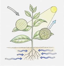 how-is-transpiration-related-to-photosynthesis?