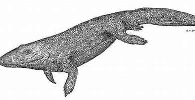 which-of-the-following-is-most-closely-related-to-tulerpeton?