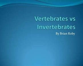 which-group-of-invertebrates-is-most-closely-related-to-vertebrates?