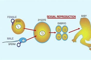 how-is-natural-selection-related-to-sexual-reproduction-as-opposed-to-asexual-reproduction?
