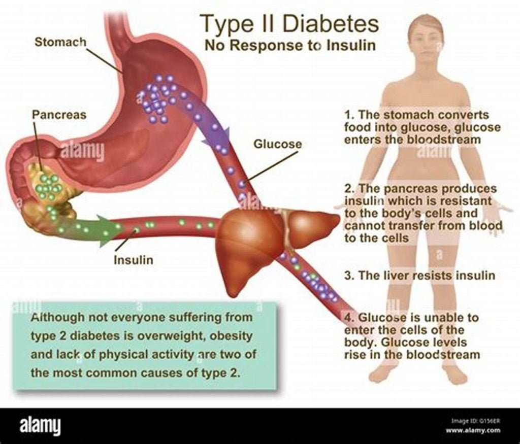 insulin-is-most-directly-related-to-which-function?-movement-feeding-reproduction-homeostasis