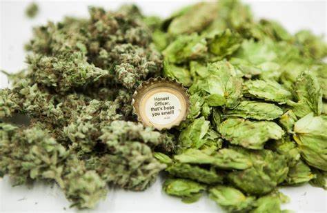 is-hops-related-to-cannabis