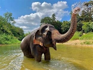 anything-not-related-to-elephants-is-irrelephant