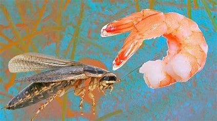is-shrimp-related-to-roaches