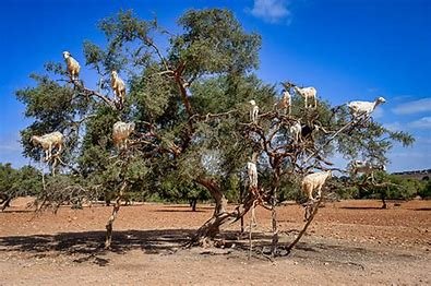 how-is-tourism-related-to-the-argan-tree-being-endangered?