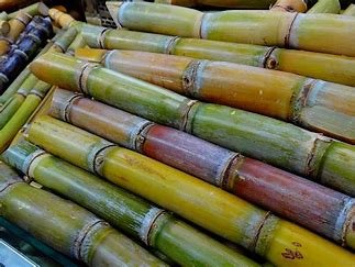 is-sugar-cane-related-to-bamboo