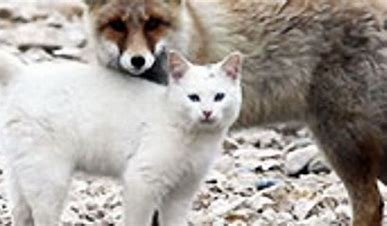 is-a-fox-related-to-a-cat
