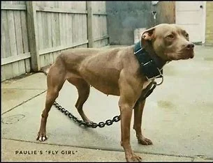 is-bang-chan-related-to-pitbull