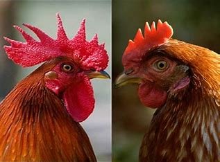 which-of-the-following-is-most-closely-related-to-the-chicken?