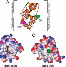 based-on-the-cytochrom-c-data,-which-organism-is-most-closely-related-to-humans?