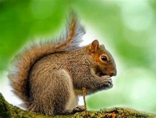 is-a-squirrel-related-to-a-rat