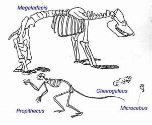 which-of-the-following-primate-groups-is-most-closely-related-to-lemurs?