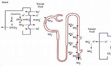 how-is-ammonia-related-to-kidney-functioning