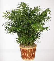 caroline-koettker-cause-of-death