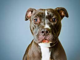 common-causes-of-death in-pit-bulls