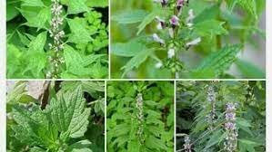 jethro-kloss-cause-of-death