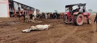 what-may-have caused-the-death-of-the-cattle